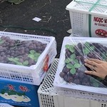 2 lý do khiến rau củ Trung Quốc chiếm lĩnh thị trường Việt