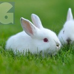 Chuyện đôi thỏ trắng”: Biểu tượng của tình yêu