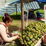 Nông dân Vĩnh Long nguy cơ “mất tết” vì giá cam sành tiếp tục chạm đáy