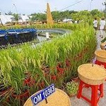 Festival lúa gạo Việt Nam lần thứ 5 được kỳ vọng đưa lúa gạo mang thương hiệu Việt Nam phát triển
