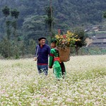 Đến Hà Giang thưởng ngoạn loài hoa 
