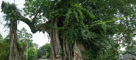 “Ông Tiến Vlog và cây đa làng Lường” (P2): Ứng xử của con người với thiên nhiên