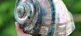 Bí mật con ốc xà cừ (Phần 3)